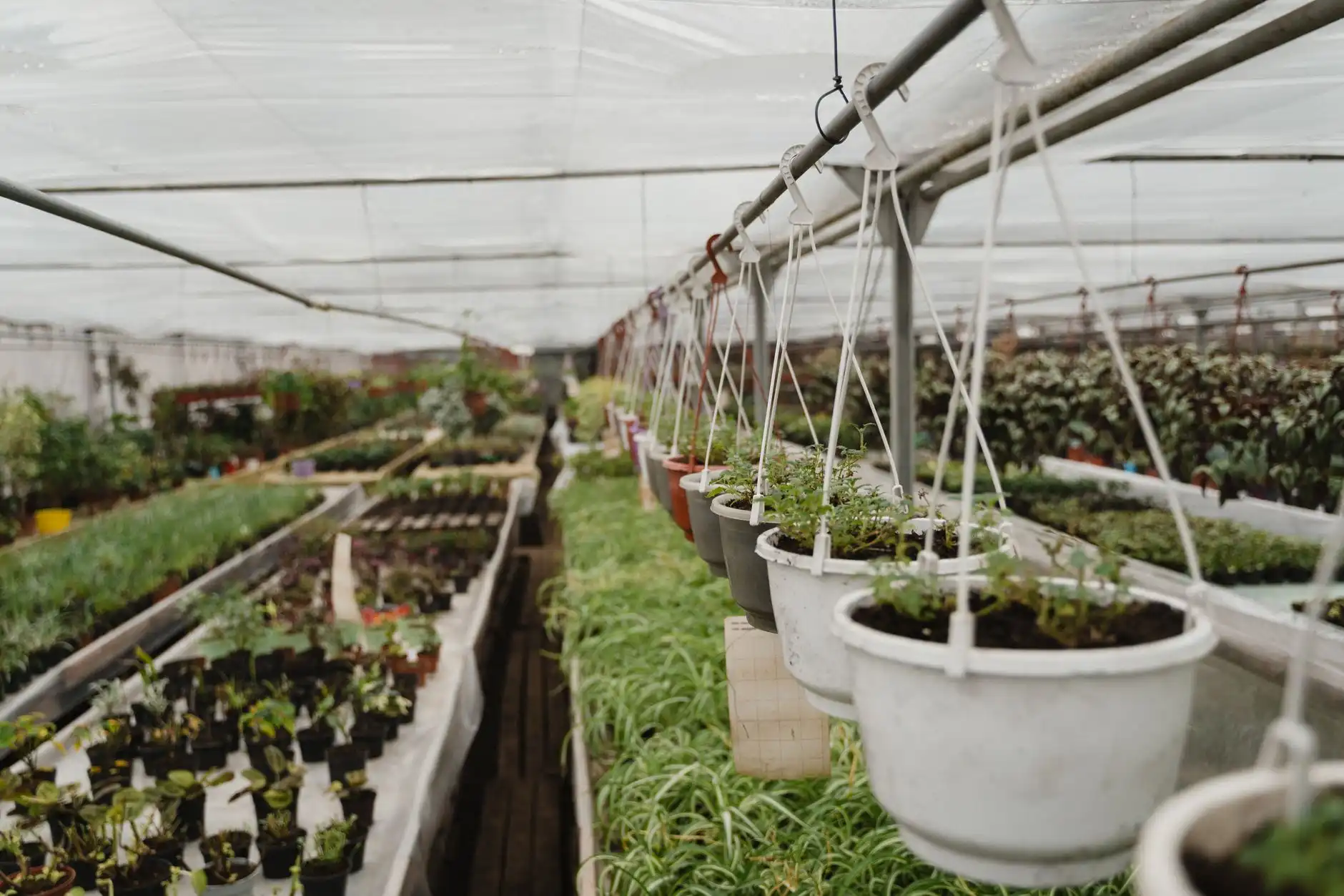 福鼎根雕艺术观察：传统木雕工艺在当代家居装饰中的应用趋势